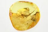 Amazing Fossil Earwig (Dermaptera) In Baltic Amber - Rare Inclusion #321677-1